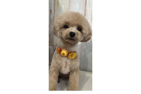 販売中のトイプードルの親犬