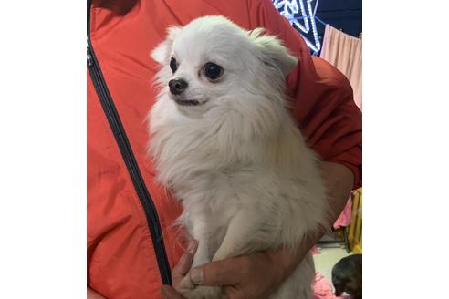 販売中のチワワ(ロングコート)の親犬