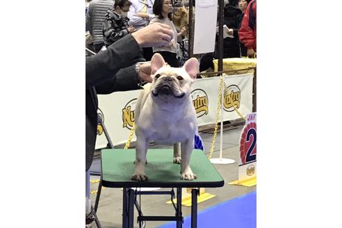 販売中のフレンチブルドッグの親犬