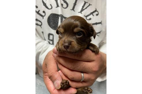 ブラッククリームのチワックスの子犬を探す ブリーダーナビ