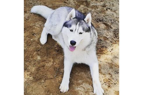 販売中のシベリアンハスキーの親犬