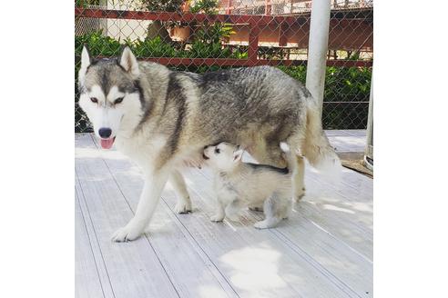 販売中のシベリアンハスキーの親犬