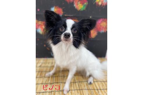 販売中のパピヨンの親犬