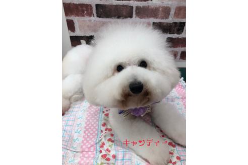 販売中のトイプードルの親犬