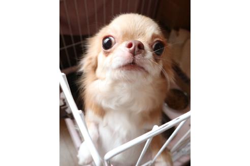 販売中のチワワ(ロングコート)の親犬