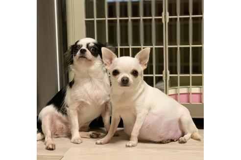 販売中のチワワ(スムースコート)の親犬