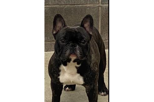 販売中のフレンチブルドッグの親犬