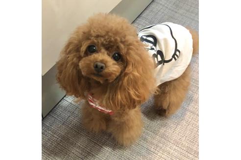 販売中のタイニープードルの親犬