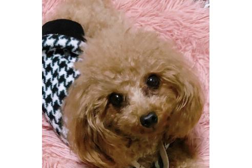 販売中のタイニープードルの親犬