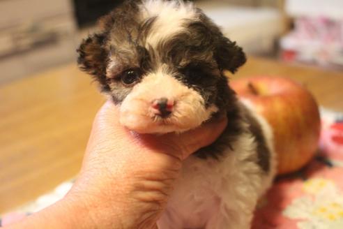 奈良県のトイプードル 男の子 21 03 30生まれ 珍しいチョコレート ホワイトのティーカップサイズ 子犬id ブリーダーナビ