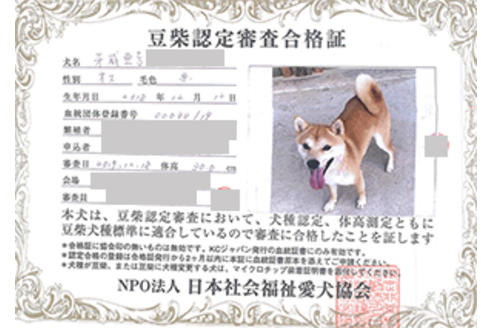 販売中の豆柴の親犬