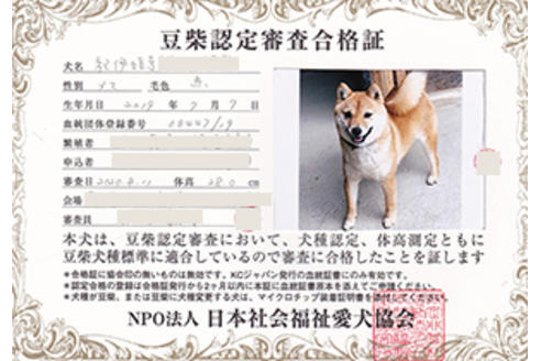 販売中の豆柴の親犬