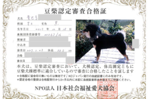 販売中の豆柴の親犬