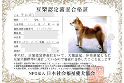 販売中の豆柴の親犬