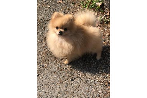 販売中のポメラニアンの親犬
