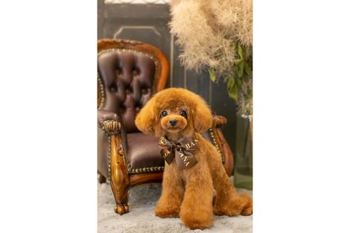 販売中のタイニープードルの親犬