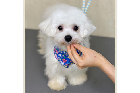 販売中のマルプー:マルチーズ×トイプードルの親犬