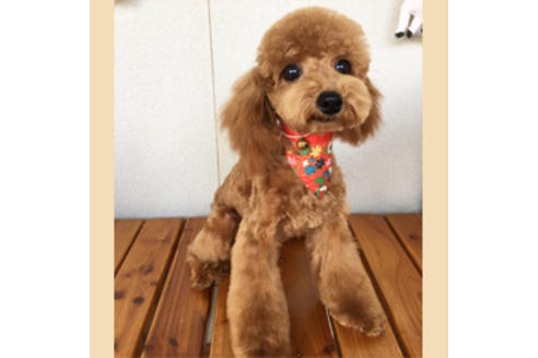 販売中のマルプー:マルチーズ×トイプードルの親犬
