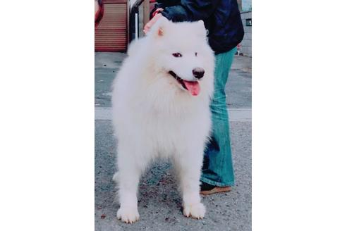 販売中のサモエドの親犬