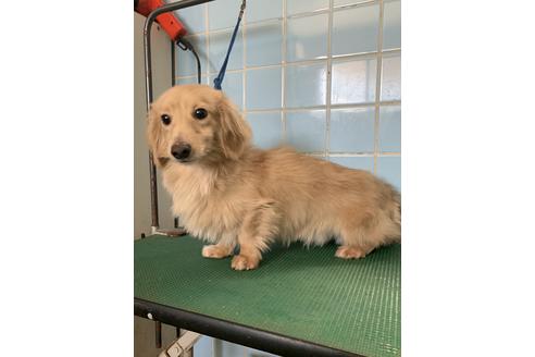 販売中のカニンヘンダックスフンド(ロングヘアード)の親犬