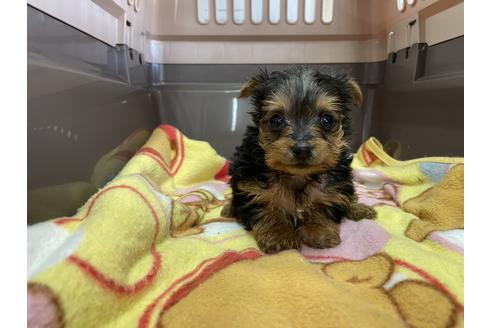 愛媛県でヨークシャーテリアの子犬を探す ブリーダーナビ 愛媛県でヨークシャーテリアの子犬を探す ブリーダーナビ