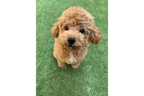 販売中のティーカッププードルの親犬