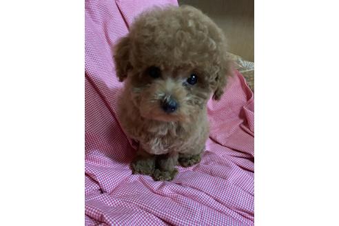 販売中のティーカッププードルの親犬