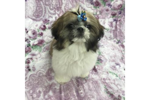 茨城県でシーズーの子犬を探す ブリーダーナビ 茨城県でシーズーの子犬を探す ブリーダーナビ