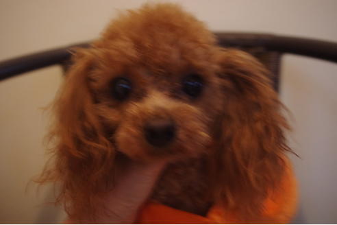 販売中のトイプードルの親犬