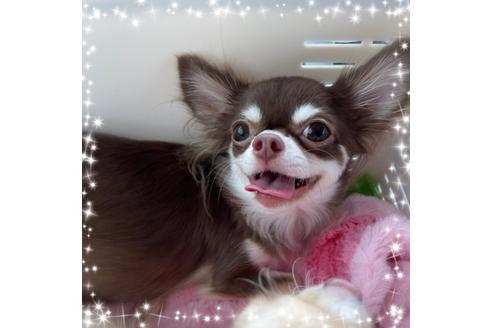 販売中のチワワ(ロングコート)の親犬