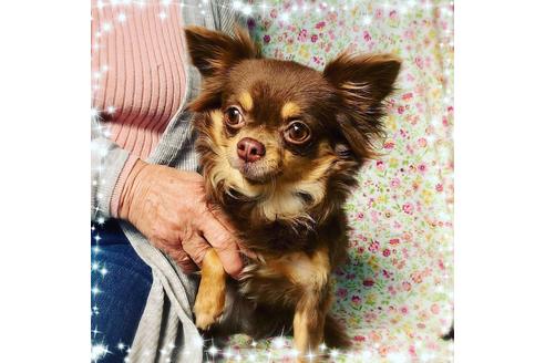 販売中のチワワ(ロングコート)の親犬