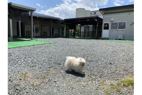 瀧澤かえでブリーダーの詳細