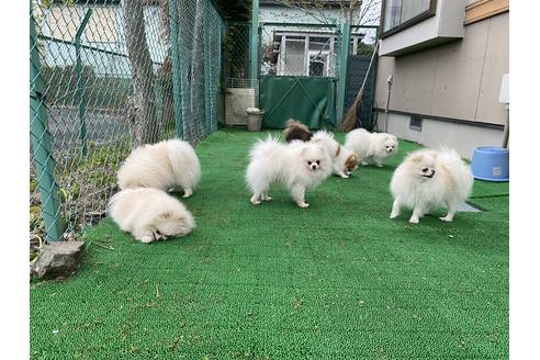 瀧澤かえでブリーダーの詳細