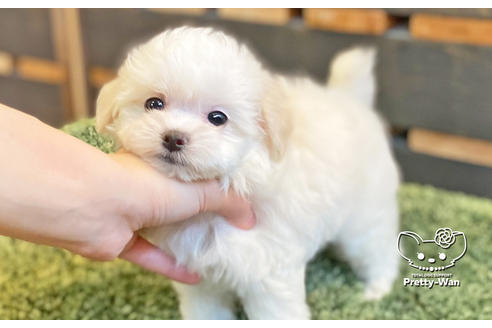 愛知県のマルプー 女の子 21 03 22生まれ 子犬id ブリーダーナビ