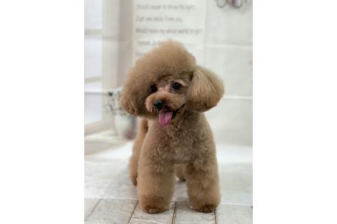 販売中のトイプードルの親犬