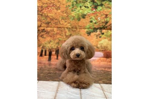 販売中のトイプードルの親犬