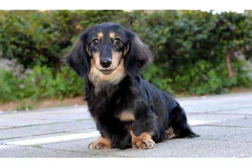 販売中のミニチュアダックスフンド(ロングヘアード)の親犬