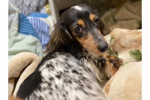 販売中のミニチュアダックスフンド(ロングヘアード)の親犬