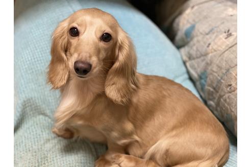 販売中のミニチュアダックスフンド(ロングヘアード)の親犬