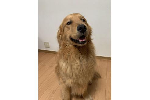 販売中のゴールデンレトリーバーの親犬
