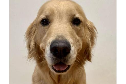販売中のゴールデンレトリーバーの親犬