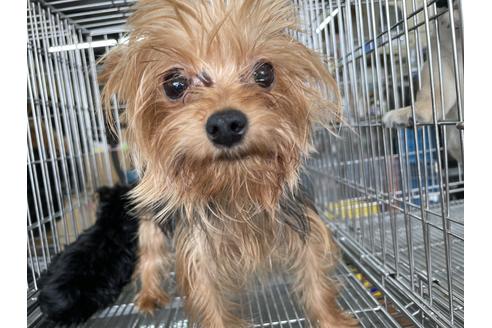 販売中のヨークシャーテリアの親犬