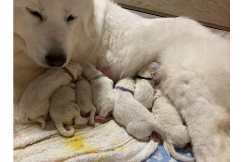 静岡県でグレートピレニーズの子犬を探す ブリーダーナビ