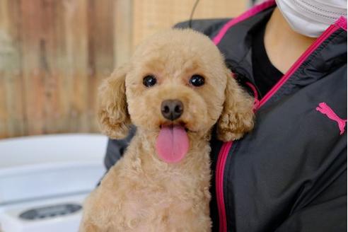 販売中のトイプードルの親犬