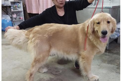 販売中のゴールデンレトリーバーの親犬