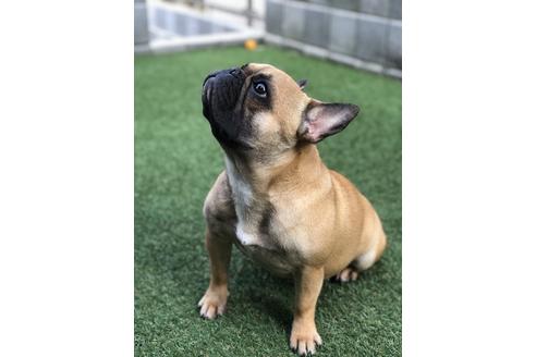 販売中のフレンチブルドッグの親犬