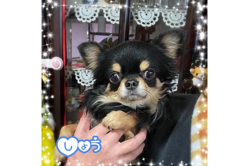 販売中のチワワ(ロングコート)の親犬