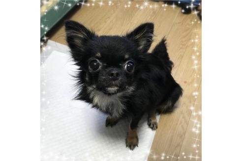販売中のチワワ(ロングコート)の親犬