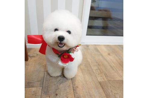 販売中のミックス犬の親犬