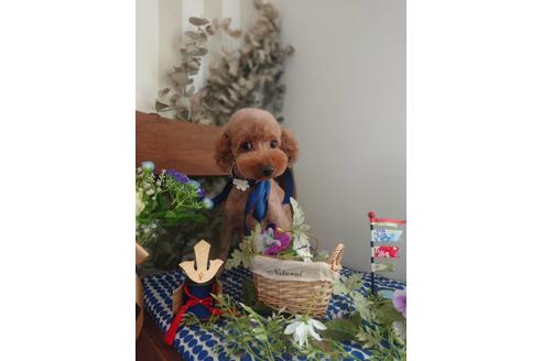 販売中のミックス犬の親犬